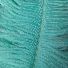 Aqua Blue color Ostrich Feathers 12-14 inches 12 Pieces 1 Dozen (USA Seller)