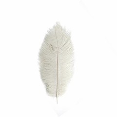12 pcs 13-15″ long Ivory Genuine Ostrich FEATHERS Wedding Party Centerpieces