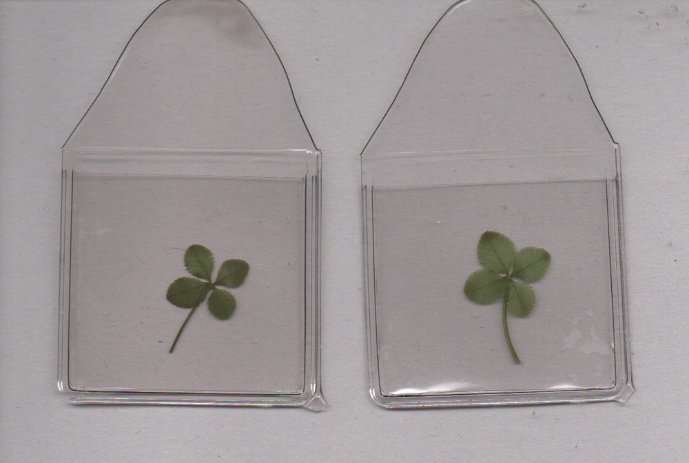 GENUINE IRISH ORIGINAL 4 LEAF CLOVER X 2 UK POSTPAID