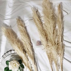 6 SPRAYS STEMS 49″ Natural Pampas Grass Dried Plant Party Events Decorations