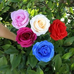 Eternal Rose Flower LED Enchanted Light up Rose LED Light Valentine’s Gift 6 PC