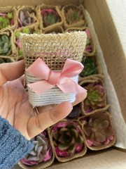 20 Succulent In Decorative Wrap For Wedding Favor, Party Favor