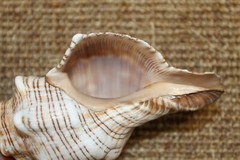 Large Fox Sea Shells 5 inch to 6 inch Sizes, Quantity Priced, SS-163