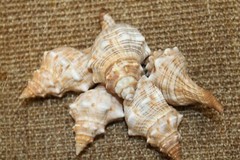 1st Quality Fox Sea Shells 3 inch to 4 inch Size Ranges Quantity Discount SS-164