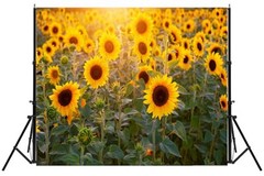 Sunflower Backdrop 5x3ft Field Nature Scenery Yellow Flower Photography