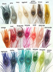 10 Peacock Feathers w/ Eyes 30-35″ L Bleached & dyed Your choice of 21 colors
