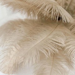 12 pcs 13-15″ long Beige Genuine Ostrich FEATHERS Wedding Party Centerpieces