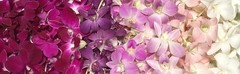 Mii Fresh Orchid Loose Bloom PERISHABLE flowers OrchidClub Sunne