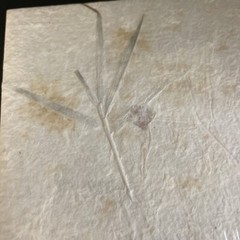 Guest Book Pressed Floral Design 500 Entries, Wedding Qty 1