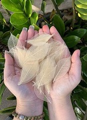 200 Pcs Small 2-3.5 Inches Natural Skeleton Leaves Rubber Tree Scrapbooking,
