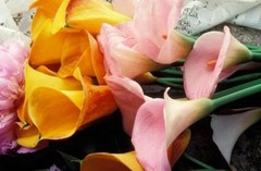 Mix Calla Lily Seeds, 150+ Pcs Mixed Color Perennial Zantedeschia Flower for